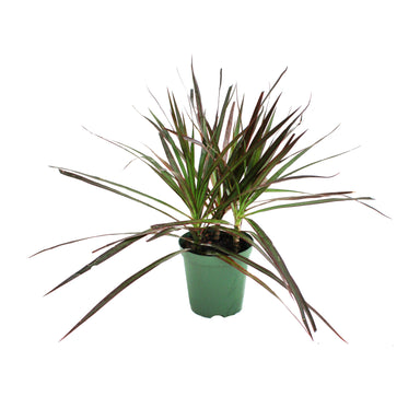 Dracaena Marginata