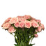 Spray Rose