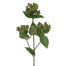 26 in Hypericum Spray - Green