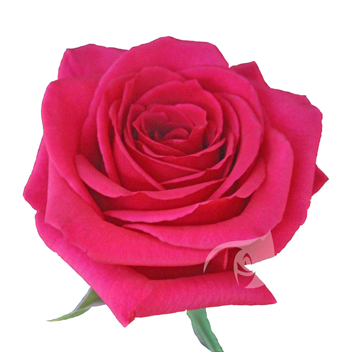 Pink Roses