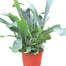 6 in Staghorn Fern