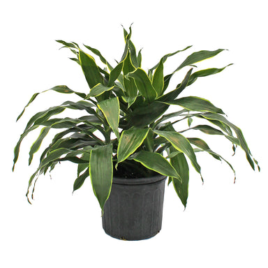 Dracaena Carmen