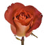Novelty Roses