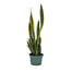 Sansevieria