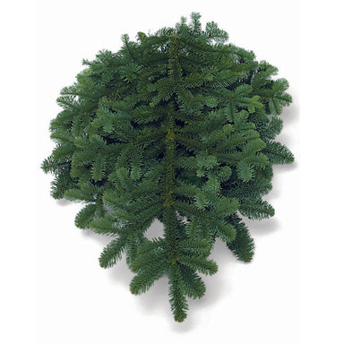 25lb Noble Fir Boughs Bale