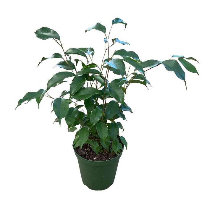 6 in Ficus Bush