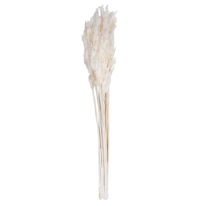 36 in Bleached Plume Reed Bundle