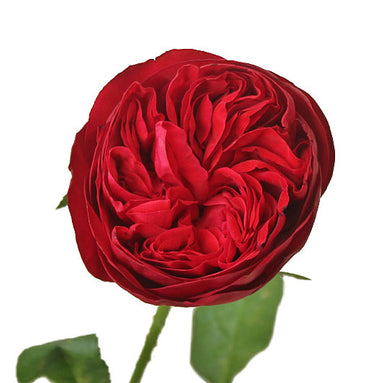 David Austin Garden Rose Tess