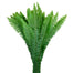 Sword Fern