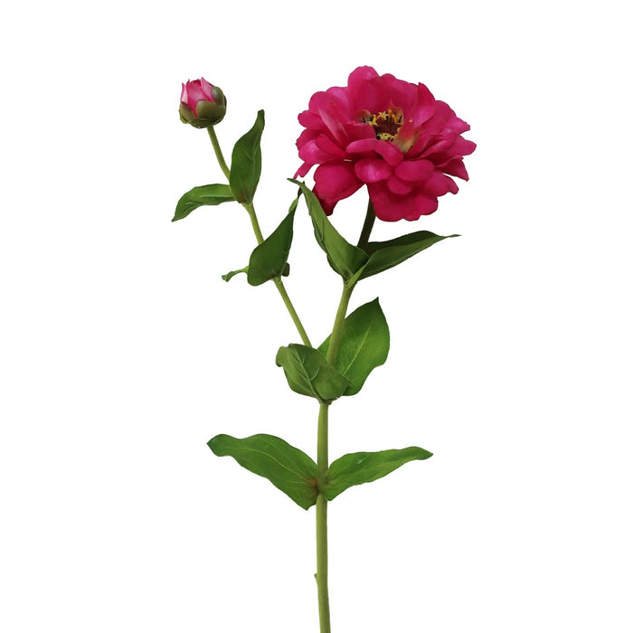 23.5 in Zinnia