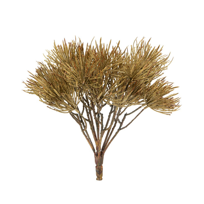 10 in Needle Pine Bush - Green