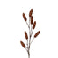 35 in Pinecone Spray - Natural