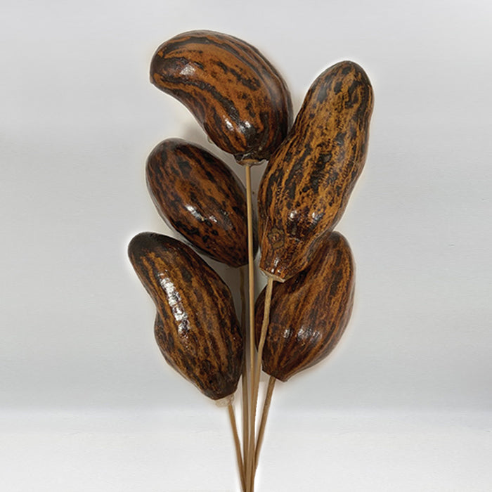 Baobab Pods/Stem - Polished