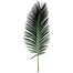 Sago Palm