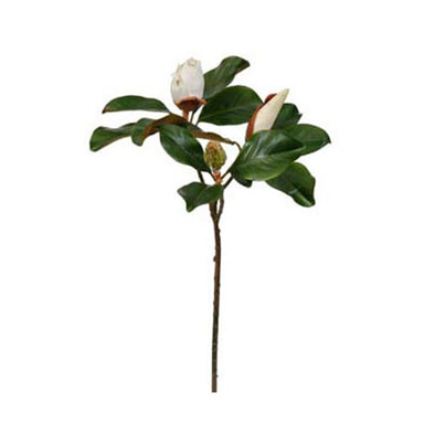 31 in Bud Magnolia - Two-Tone White