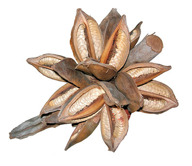 Star Pods