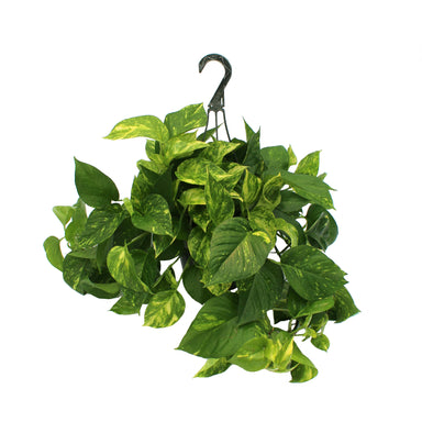 8" Pothos Hanging Basket