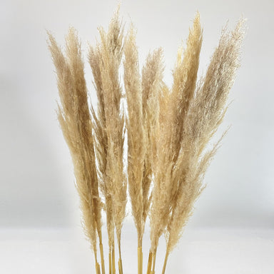 Pampas Bleached