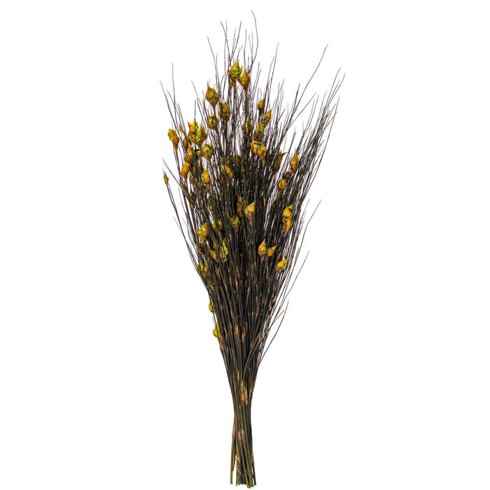 15-20 in Bell Grass Basil Pods (5oz Bundle)