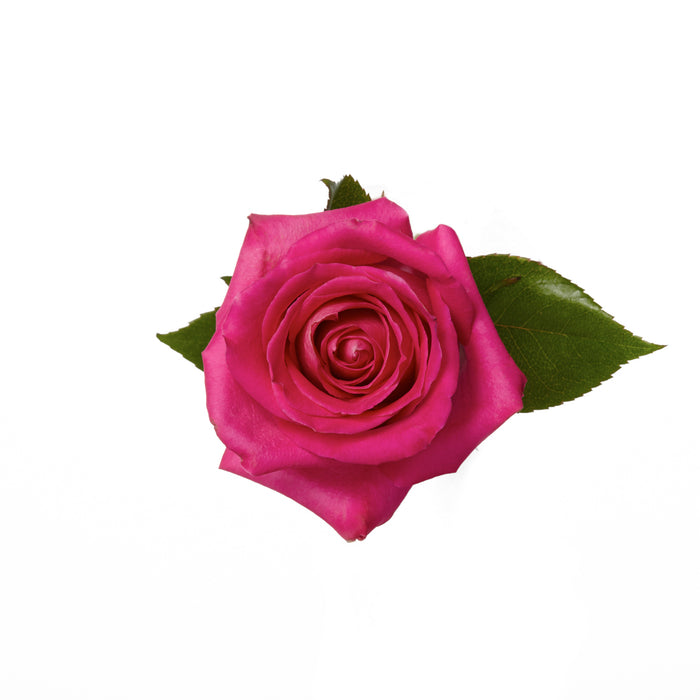 Hot Pink Roses