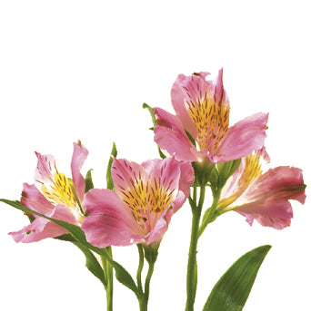 Alstroemeria Pink