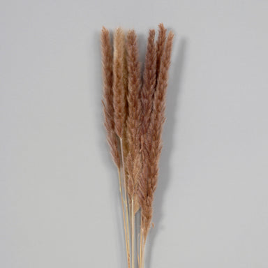 29" Dried Pampas Bunch - Natural