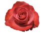 Novelty Roses