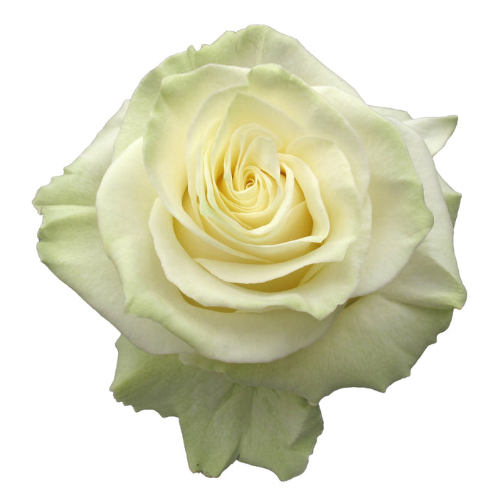 White Roses
