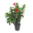 Mandevilla Trellis
