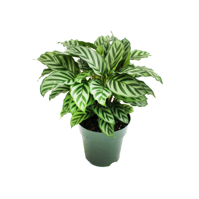 6 in Calathea