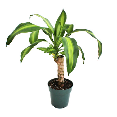 Dracaena Mass Cane