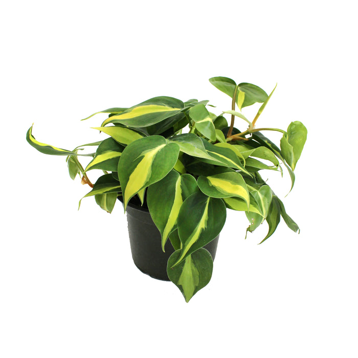 6 in Philodendron Brasil