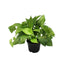 6 in Pothos Jade