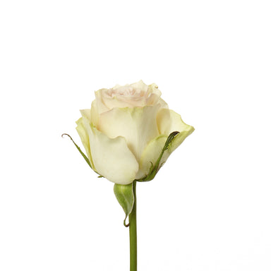 Rose Peach Marzipan 40cm