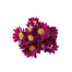 Pomps