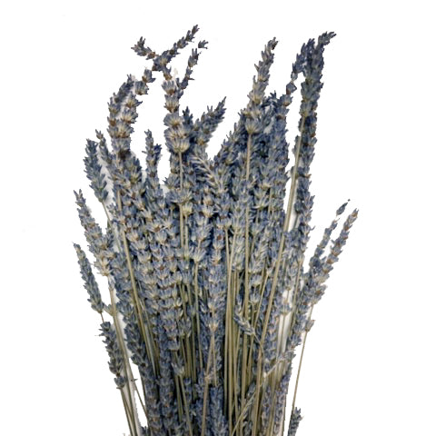 Dried Lavanda