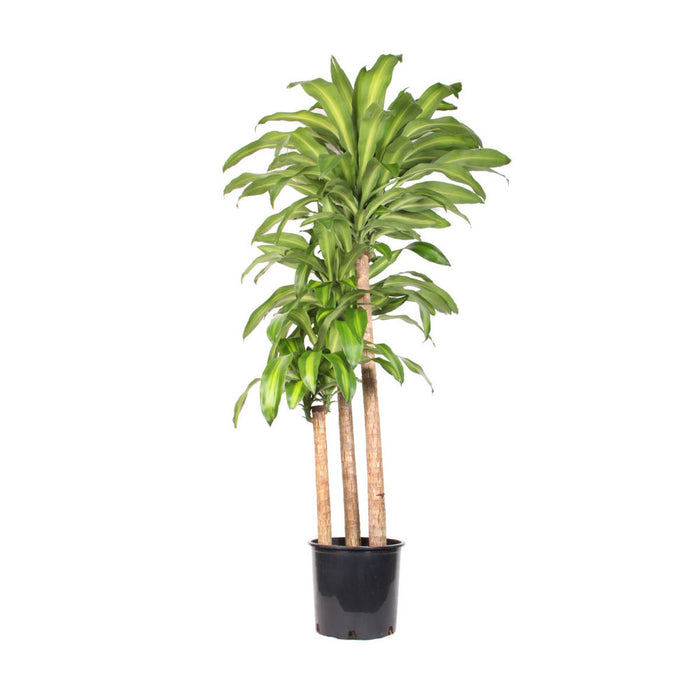 Dracaena Mass Cane