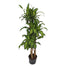 Dracaena Mass Cane