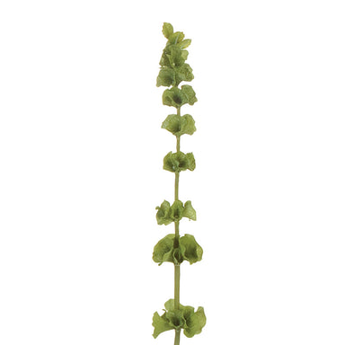 32 in Bells of Ireland - Light Green