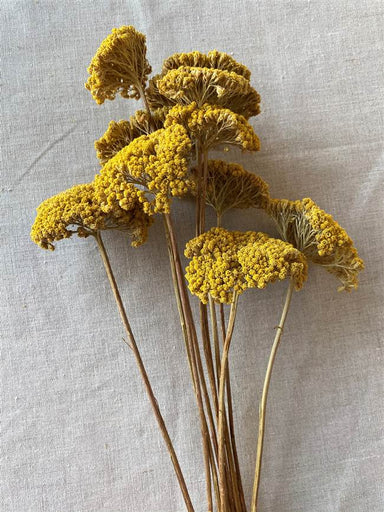 Yarrow - Natural