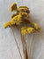 Yarrow - Natural