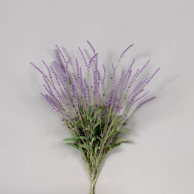 26 In Pe Lavender Bush x 6 - Lavender