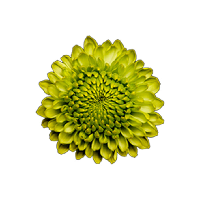 Pomps