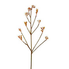 32 in Kangaroo Paw Stem - Red