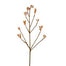 32 in Kangaroo Paw Stem - Red