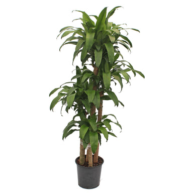 Dracaena Mass Cane