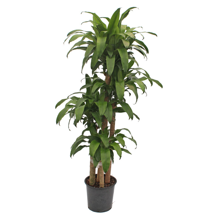 Dracaena Mass Cane