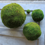 Moss Balls